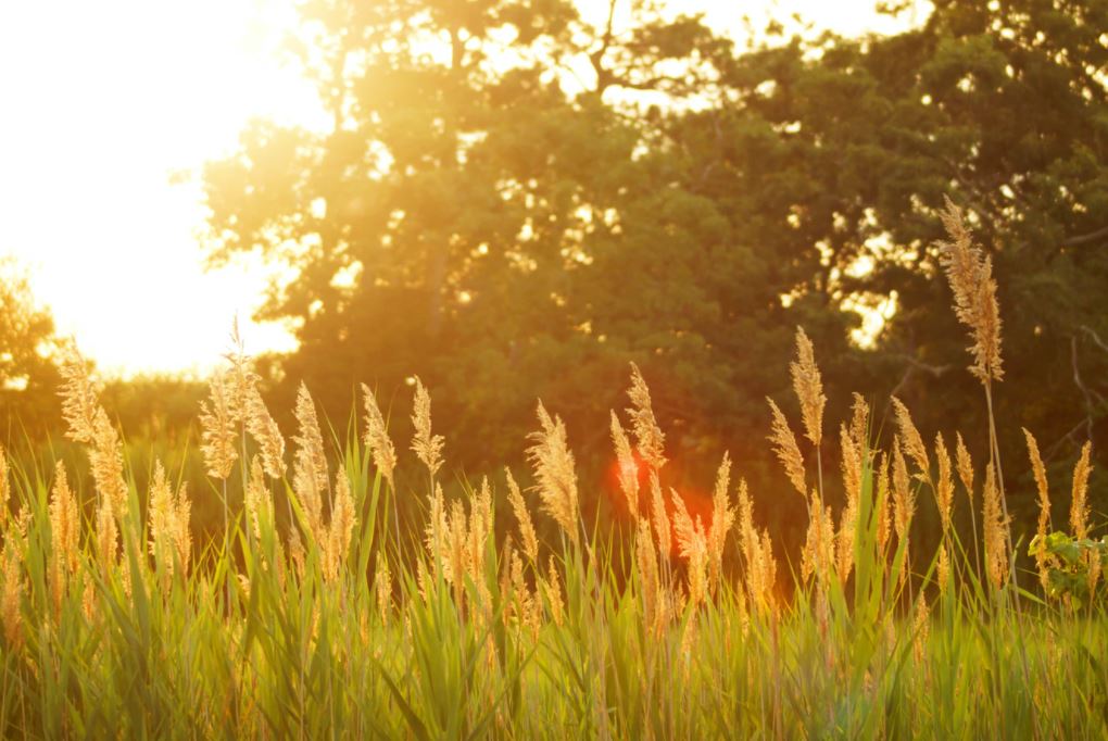 cremation services Guilderland, NY