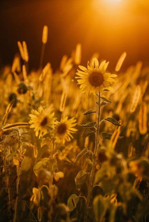 funeral homes in Guilderland, NY