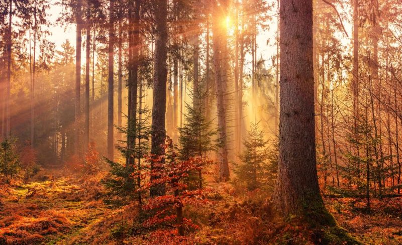 cremation services in Colonie, NY