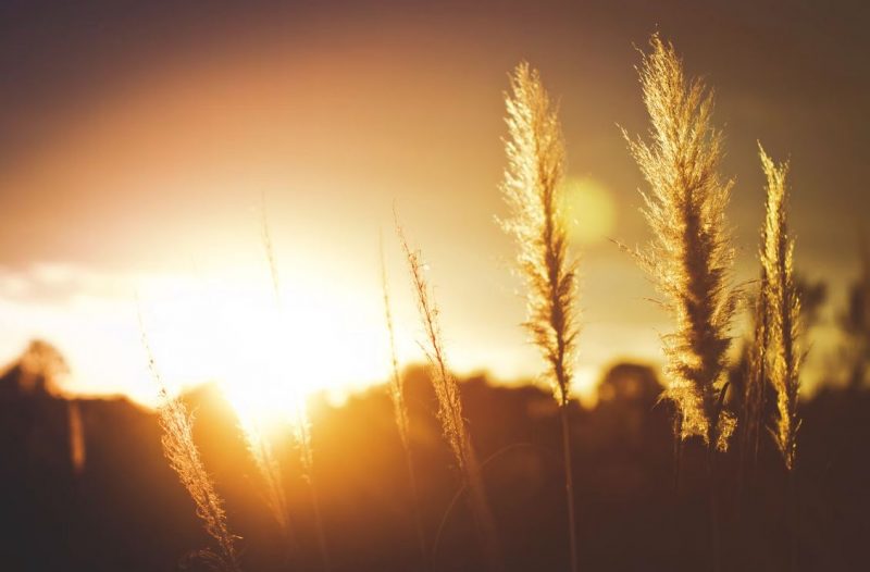cremation services in Loudonville, NY